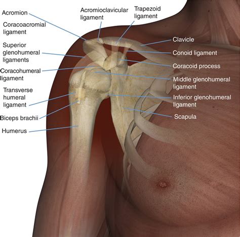 Shoulder Wikiradiography Upper Limb Anatomy Shoulder Anatomy