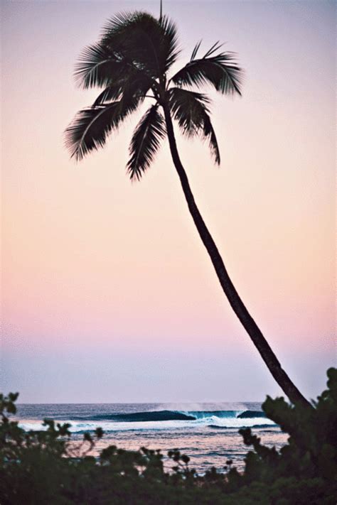 Pretty Beach Palm Trees Gif Wifflegif My Xxx Hot Girl