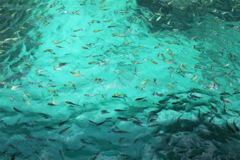 Lots Of Small Fish In The Turquoise Water Stock Image Image Of Small