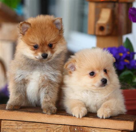 Learn how to housebreak a puppy in 6 days for free. Best Food for Pomeranian Puppy Dogs - What To Feed Your ...