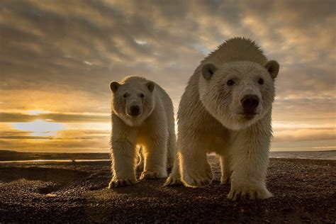 Animales Oso Polar Wildlife Oso Atardecer Fondo De Pantalla 3d