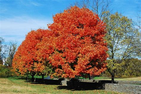 Loudoun County Va Countryside Scenery Autumn Trees