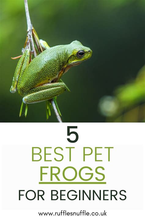 Keeping Reptiles And Amphibians As Pets A Beginners Guide To