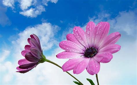 Hd Wallpaper Beautiful Flower With Soft Pink Blue Sky And White Clouds