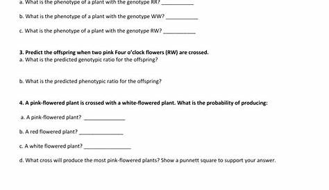 Incomplete Dominance And Codominance Worksheet Answer Key — db-excel.com