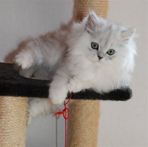 Silver Shaded Chinchilla Persian Kittens Cutest Persian Kittens