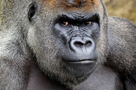 Second Gorilla Dies In Captivity 24 Hours After Harambe Was Shot Dead