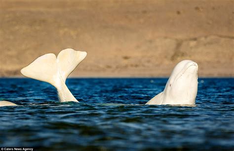 Beluga Whale Flexes His Muscles Before Cuddling With Admiring Female