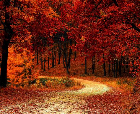 Fall Leaves Wallpaper Hd Photos Cantik