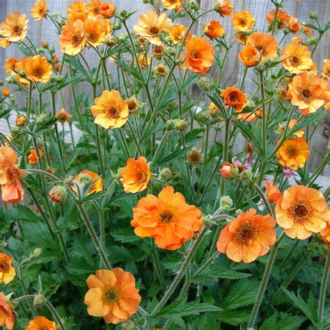Best 25 Orange Flowering Plants Ideas On Pinterest White Garden