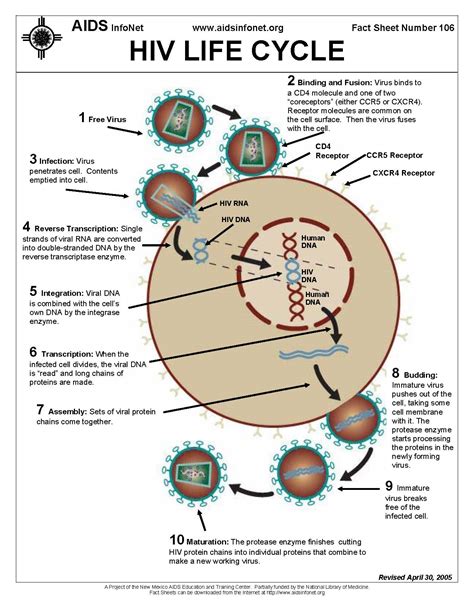 Hiv Life Cycle Steps