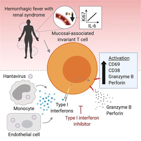 Mait Cell Activation Is Associated With Disease Severity Markers In Acute Hantavirus Infection