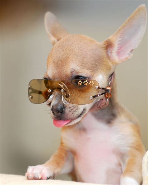 30 Cutest Chihuahua Dogs Love To Use Humans Stuff Chihuahua Dogs