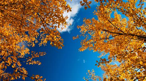 Autumn Trees 1366 X 768 Hdtv Wallpaper