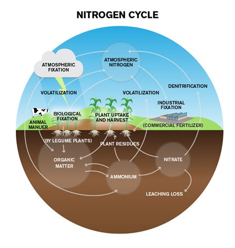 Bacteria use the nitrogen which prevents harm to other organisms. Nitrogen Cycle Steps | Process | Explanation | Diagram