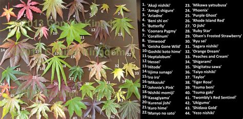 Maple Tree Identification