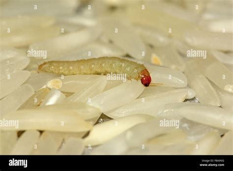 Worm On Rice Grains Stock Photo Alamy