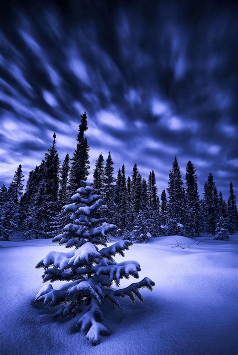 Blue, blue blue blue Christmas - null | Blue christmas, Winter pictures, Winter scenes