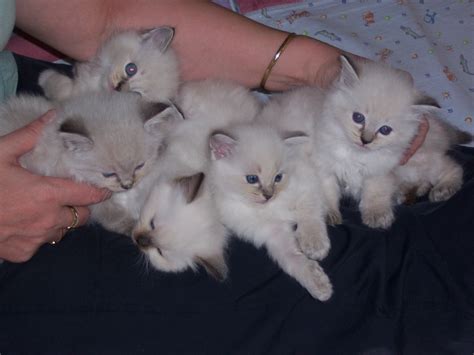 Himalayan Ragdoll Kittens