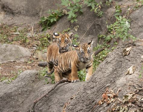 Twin Tiger Cubs Stock Image Image Of Cute Black Adorable 72459563