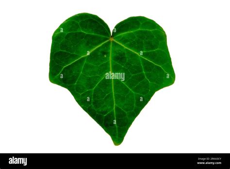 Macro A Bold Green Ivy Leaf Full Green Leaf Showing Veins Stock