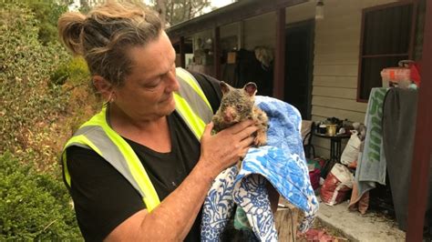 Volunteers work to save Australian wildlife as bushfires rage | CBC News