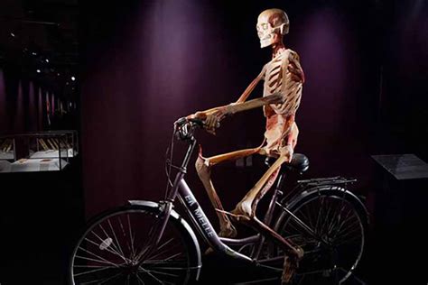 Discover The Human Body With Real Bodies Exhibition Milan Welcome