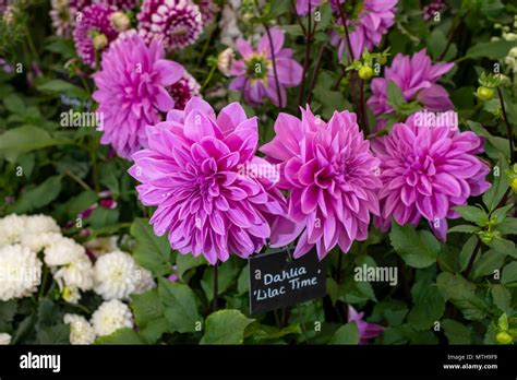 Beautiful Dahlia Lilac Time Flowers Stock Photo Alamy