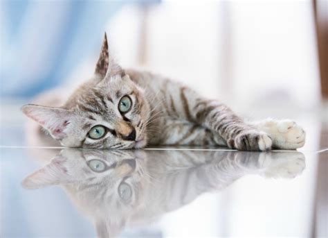 It is thought that these skin lesions are caused by a hypersensitive reaction to an irritant, such as a flea bite or an allergic reaction. Skin Diseases from Allergies in Cats | PetMD
