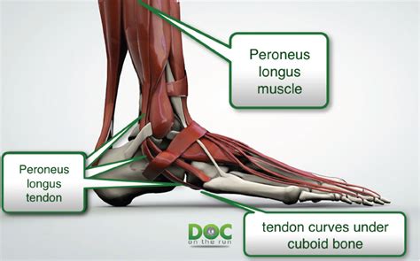 Peroneus Longus Muscle Pain