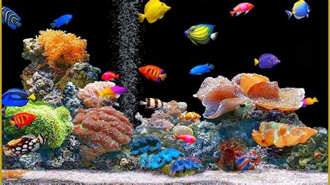 Animated Fish Tank Wallpaper With Images Fish