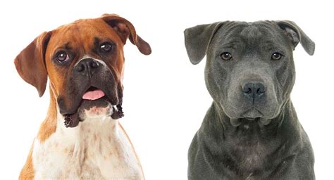 Bullboxer Pit Combined Canine Breed Pictures Traits And Facts
