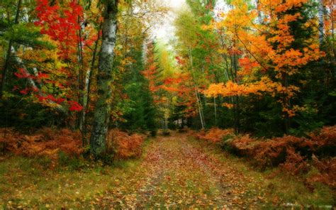 Autumn Beautiful Path In The Forest Nature Forests Hd Desktop Wallpaper