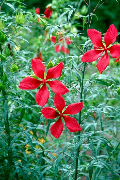Browse our scrabble word finder, words with friends cheat dictionary, and wordhub word solver to find words starting with plant. Versatile Texas Star shines in tropical, cottage gardens ...