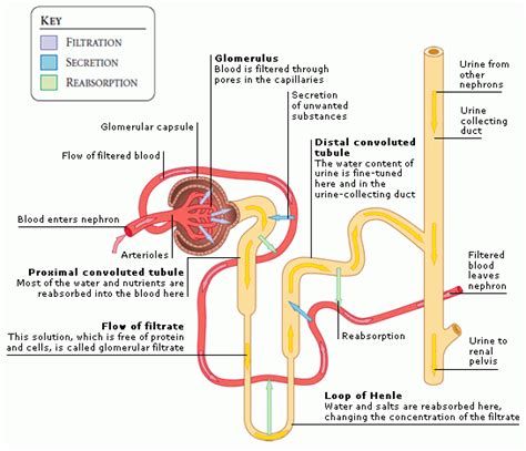 Renal Physiology Glomerular Filtration Tubular Reabsorption And Secretion