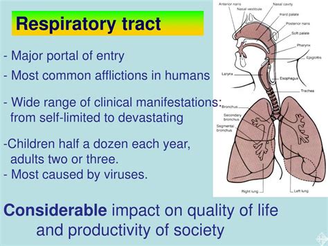 Ppt Viral Infections Of The Respiratory Tract Powerpoint Presentation