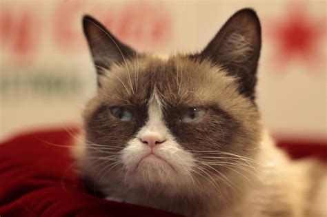 Grumpy Cat Draws A Crowd For Animal Adoption Kqed