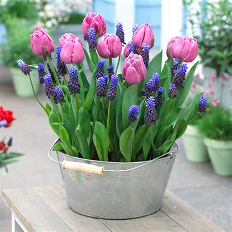 Plant O Mat Tray 2 Tulip And Muscari 19 Bulbs Gardening Direct