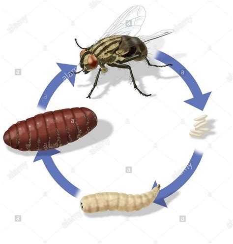 Life Cycle Of A Housefly Quizizz