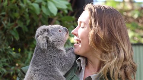 Adorable Video Of A Koala And A Wombat Who Became Best Friends During
