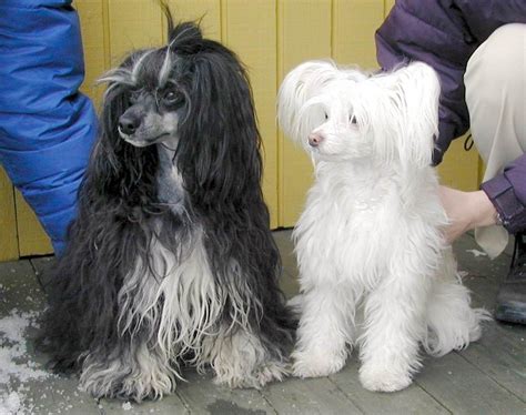 Curly Chinese Crested Powder Puff Powder Puff Chinese Crested Powder