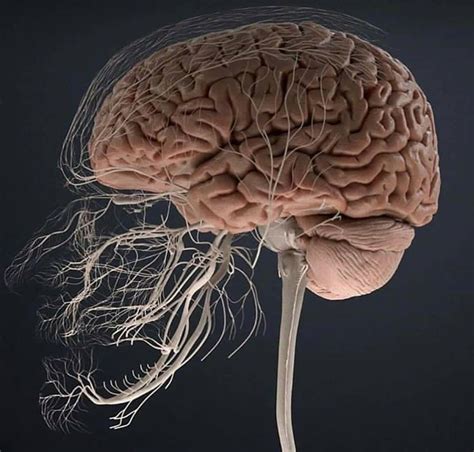 Infomedicos — Sistema Nervioso Central Y Pares Craneales