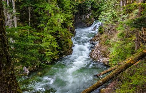 Photo Wallpaper Forest River Washington Washington Forest Stream