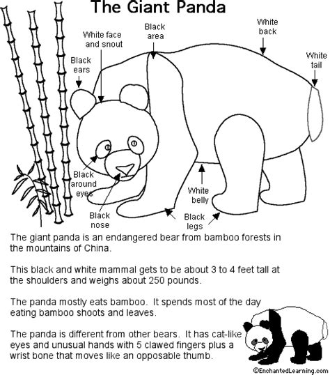 Panda Printout Detailed And Labeled Endangered Animals Project