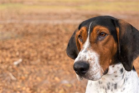 Treeing Walker Coonhound Dog Names Popular Male And Female Names Wag