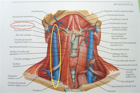 Start studying neck muscle model. Back Of Neck Anatomy : Anatomy Of Male Back And Neck Pain In Blue Stock ... - thbestlistener-wall