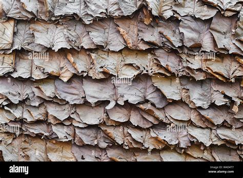 Roof From Leaves Hi Res Stock Photography And Images Alamy