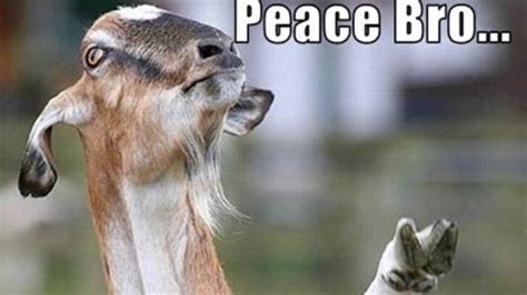Funny meme for social media sharing. Funny Goat Pictures - YouTube