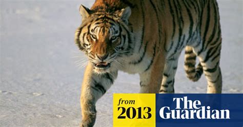 China Reports Rise In Humans Encountering Wild Siberian Tigers China