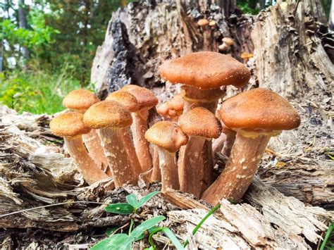 Brown Mushrooms Stock Photo Image Of Outdoors Damp 33848418